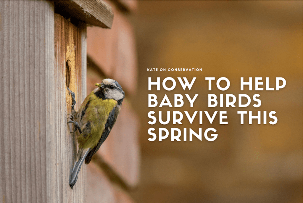 How one may help baby birds survive this spring