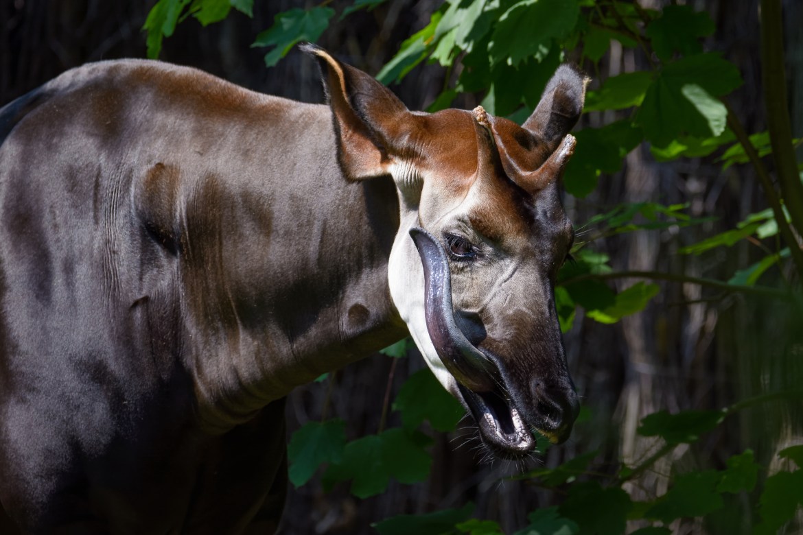 Closeup of an Okapi licking its face. Photo by Thorsten Spoerlein