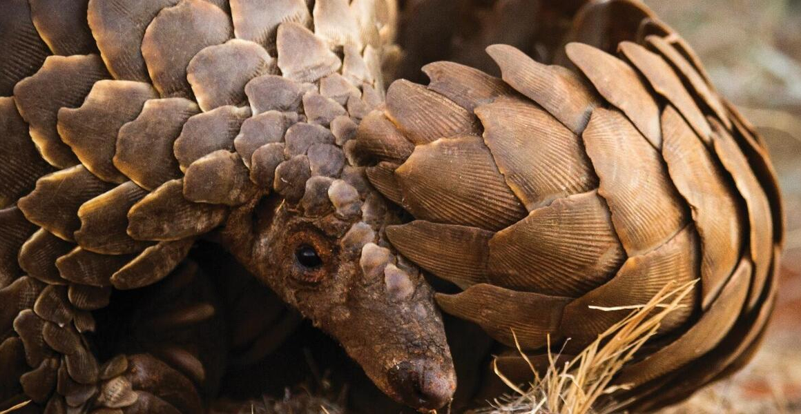 Talking up for pangolins through artwork work and expertise