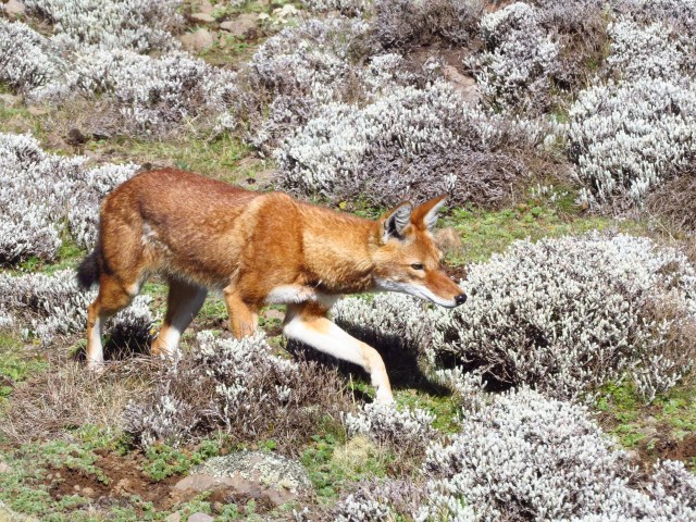 ethiopian-wolf-in-mountains