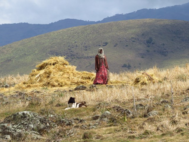 ethiopia domestic dogs