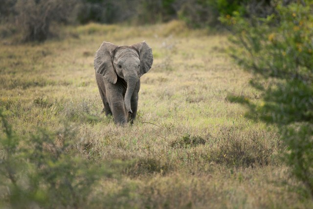 young elephant - image courtesy born free foundation - 2019 good year for animal conservation