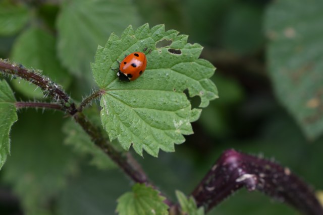 Ladybird-image-by-Kate-on-Conservation