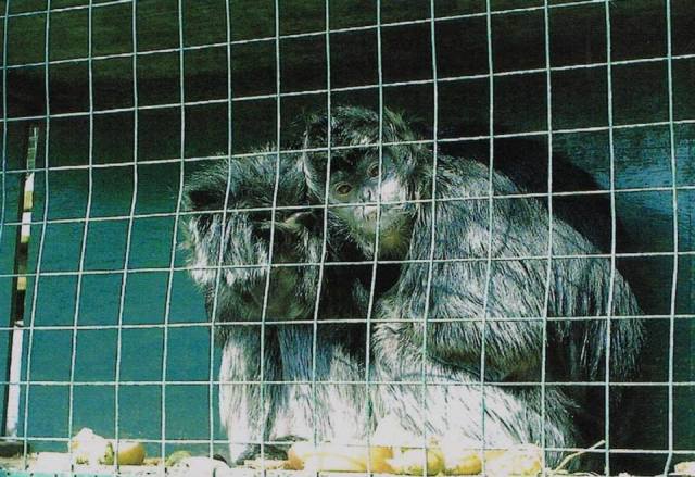 captive monkeys at the zoo