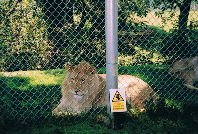 Captive zoo lion