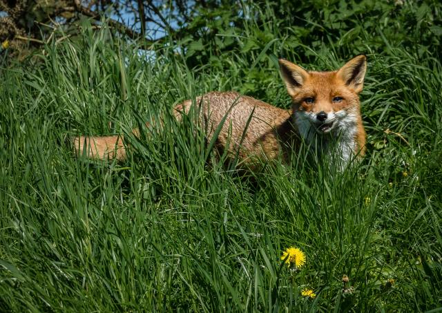 fox in meadow photo by james armes