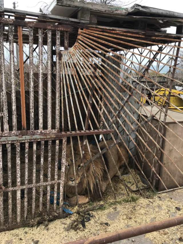 Warriors of Wildlife Ukraine lion in rusted cage