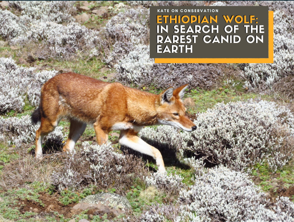 Ethiopian Wolf: On the lookout for the rarest canid on Earth