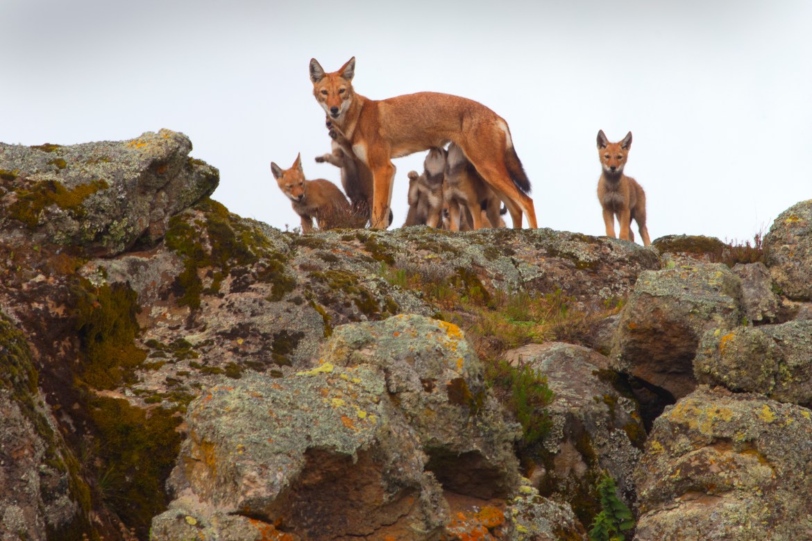 Ethiopian wolves conservation