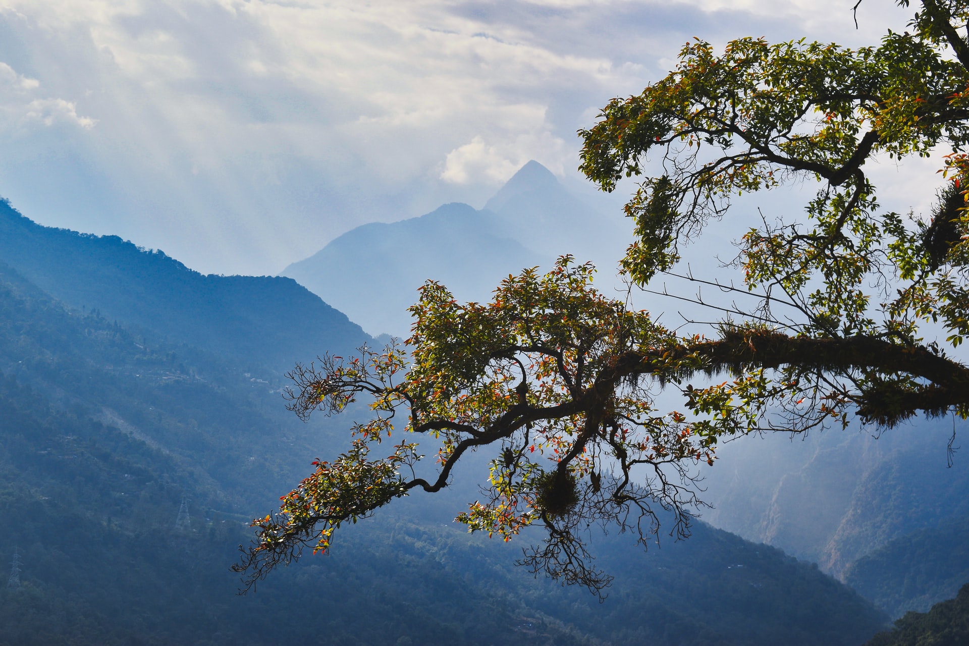 Sikkim in India is probably one in every of many world’s greatest locations for birding. Because of this.