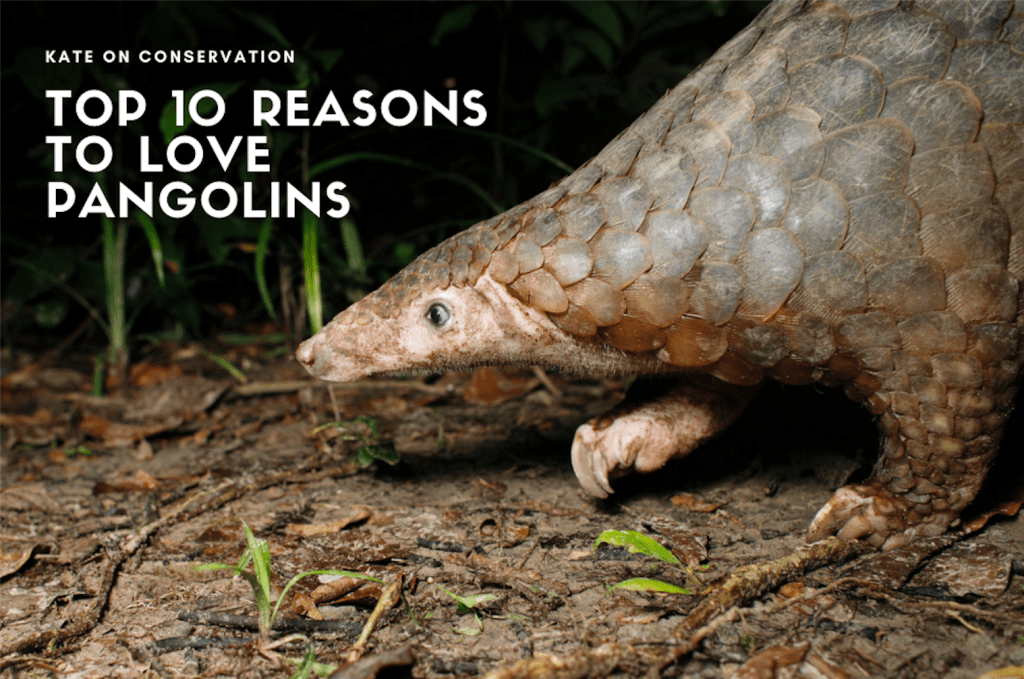 Extreme 10 causes to like pangolins