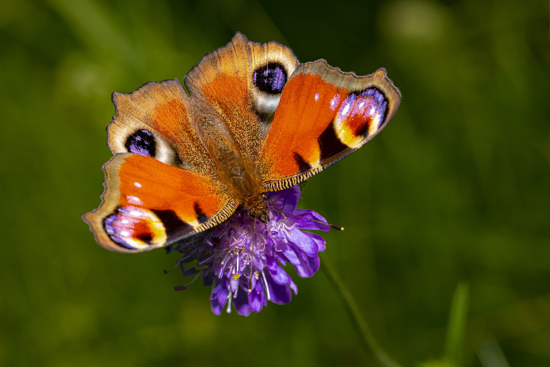 The Finest Methods To Convey Pollinators To Your Yard