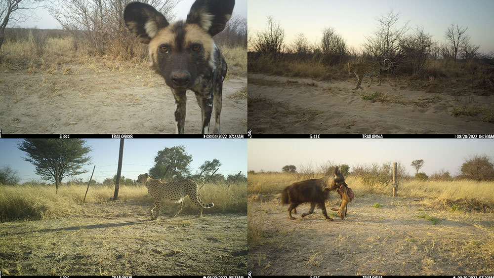 Conservation potential in Namibia’s central-eastern panorama • Cheetah Conservation Fund