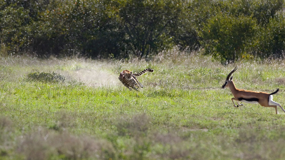 The Ecology of the Panorama All the way down to the Smallest Half • Cheetah Conservation Fund