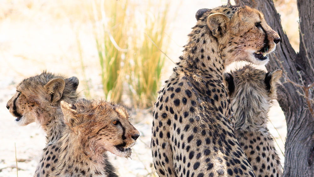 How Cheetahs Can Drive Ecosystem Conservation • Cheetah Conservation Fund