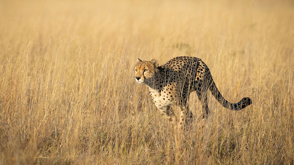 Double Your Donation for the Cheetah • Cheetah Conservation Fund